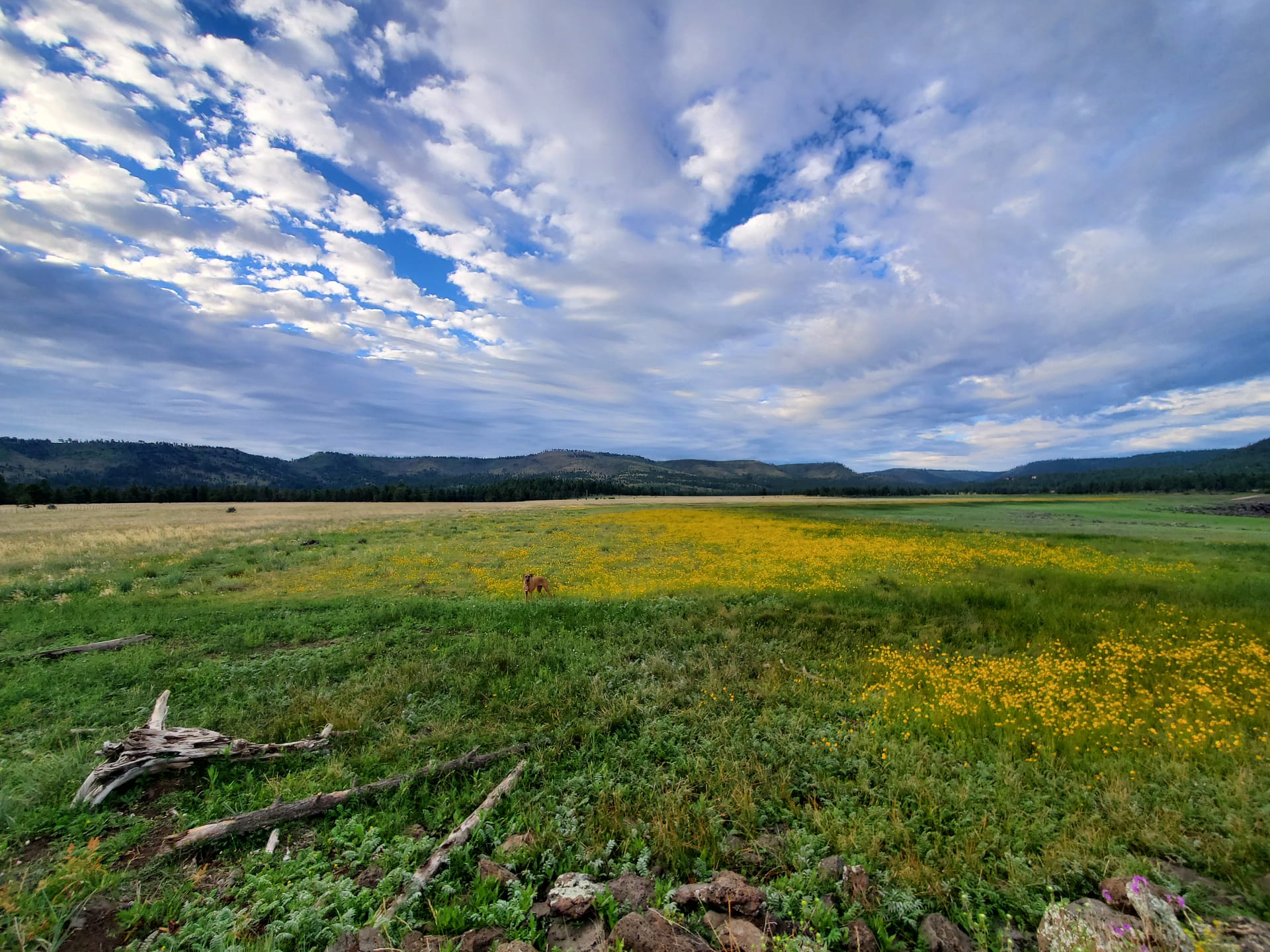 Wildflowers blooming in a meadow near Greer, Arizona in spring